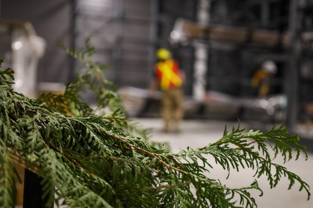 Boughs of cedar adorn the Collection Hall as part of traditional care practices to purify the space and welcome and protect the canoes. In the background, two employees can be seen moving a canoe.