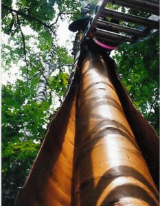 Birch bark opened, looking up